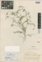 Schaefferia angustifolia Urb. & Ekman, HAITI, E. L. Ekman H3949, Isotype, F