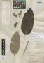 Couepia amazonica Fritsch, BRAZIL, E. F. Poeppig 2814, Isotype, F