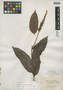 Hirtella burchellii Britton, BOLIVIA, H. H. Rusby 1222, Isotype, F