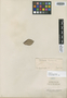 Licania coriacea Benth., BRITISH GUIANA [Guyana], R. H. Schomburgk 50, Isotype, F