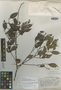 Licania exiguifolia Standl., BRITISH GUIANA [Guyana], A. S. Pinkus 245, Holotype, F