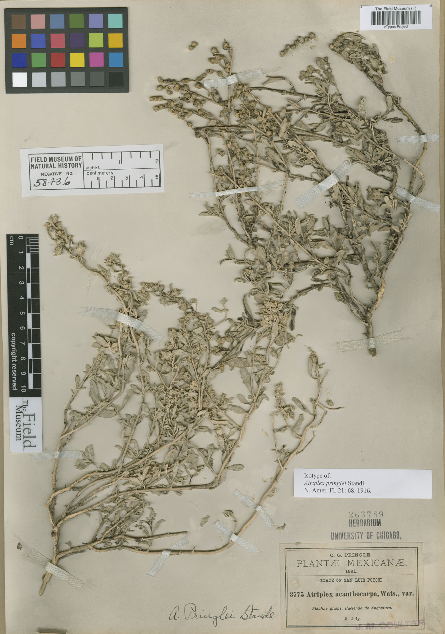 Atriplex acanthocarpa subsp. pringlei image