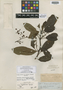 Saurauia aequatoriensis Sprague, ECUADOR, R. Spruce 4989, Isolectotype, F