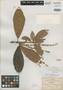Clethra alcoceri Greenm., Mexico, C. G. Pringle 8923, Isotype, F