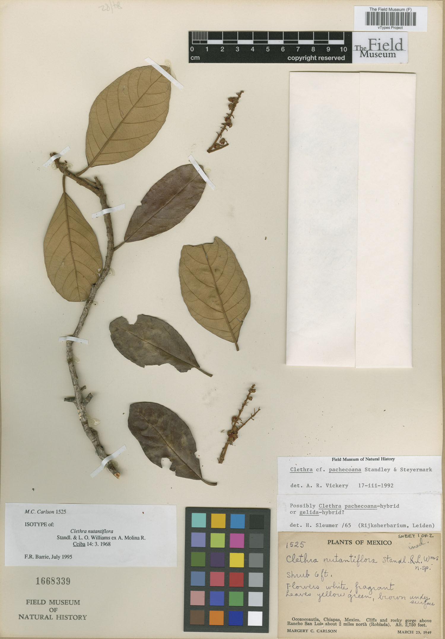 Clethra nutantiflora image
