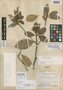 Clethra nutantiflora Standl. & L. O. Williams ex Molina, Mexico, M. C. Carlson 1525, Isotype, F
