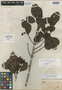 Caraipa leiantha Benth., BRITISH GUIANA [Guyana], R. H. Schomburgk 935, Isotype, F