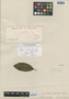 Caraipa leiantha Benth., BRITISH GUIANA [Guyana], R. H. Schomburgk 935, Isotype, F