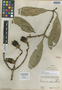 Clusia lundellii Standl., GUATEMALA, C. L. Lundell 3072, Holotype, F