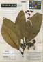Clusia mutica Maguire, GUYANA, B. Maguire 23257, Isotype, F