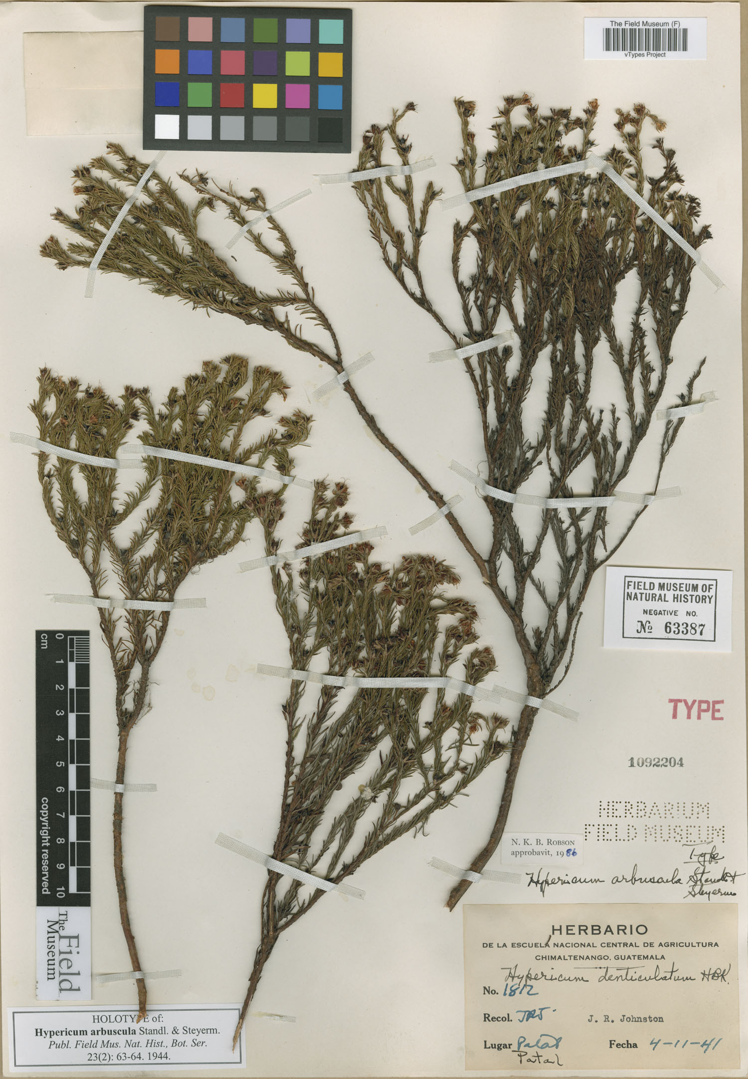 Hypericum arbuscula image