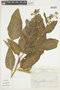 Nicotiana rustica L., PERU, F