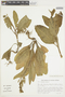 Nicotiana rustica L., PERU, F