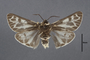 95488 Arctia quenselii gelida T v IN