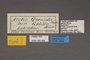 95488 Arctia quenselii gelida T labels IN