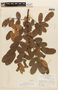 Senna corifolia var. caesia (Taub. ex Harms) H. S. Irwin & Barneby, BRAZIL, F