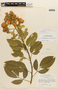 Senna macranthera (DC. ex Collad.) H. S. Irwin & Barneby var. macranthera, BRAZIL, F
