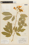 Senna macranthera var. nervosa (Vogel) H. S. Irwin & Barneby, BRAZIL, F