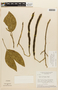 Senna macranthera var. nervosa (Vogel) H. S. Irwin & Barneby, BRAZIL, F