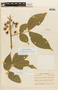 Senna macrophylla (Kunth) H. S. Irwin & Barneby var. macrophylla, COLOMBIA, F