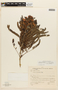 Senna multijuga subsp. lindleyana (Gardner) H. S. Irwin & Barneby, BRAZIL, F