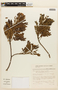 Senna multijuga subsp. lindleyana (Gardner) H. S. Irwin & Barneby, BRAZIL, F