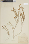 Nierembergia hippomanica Miers, URUGUAY, F