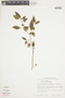 Physalis angulata L., ECUADOR, F