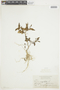 Physalis angulata L., COLOMBIA, F