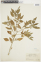 Physalis angulata L., BRAZIL, F
