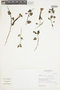 Salpichroa glandulosa (Hook.) Miers, PERU, F