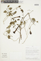 Salpichroa glandulosa (Hook.) Miers, PERU, F