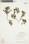 Salpichroa glandulosa (Hook.) Miers subsp. glandulosa, PERU, F