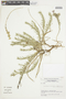 Nierembergia linariifolia Graham, URUGUAY, F
