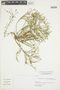 Nierembergia linariifolia Graham, ARGENTINA, F