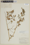 Physalis angulata L., BRITISH GUIANA [Guyana], F
