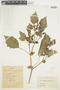 Physalis angulata L., COLOMBIA, F