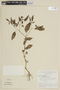 Physalis angulata L., BRAZIL, F
