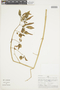Physalis angulata L., PERU, F