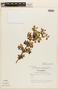 Brachyotum azuayense Wurdack, Ecuador, L. B. Holm-Nielsen 5034, Isotype, F