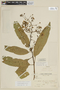 Solanum aligerum Schltdl., BOLIVIA, F