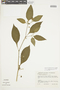Solanum americanum Mill., COLOMBIA, F