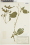 Solanum americanum Mill., BOLIVIA, F