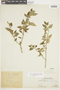 Solanum americanum Mill., PERU, F