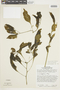 Solanum americanum Mill., PERU, F