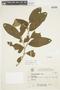 Solanum arenarium Sendtn., BRAZIL, F