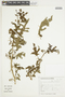 Solanum atropurpureum Schrank, BRAZIL, F