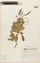 Senna oblongifolia (Vogel) H. S. Irwin & Barneby, BRAZIL, F