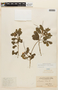 Senna obtusifolia (L.) H. S. Irwin & Barneby, BRITISH GUIANA [Guyana], F