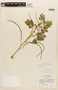 Senna obtusifolia (L.) H. S. Irwin & Barneby, BRAZIL, F